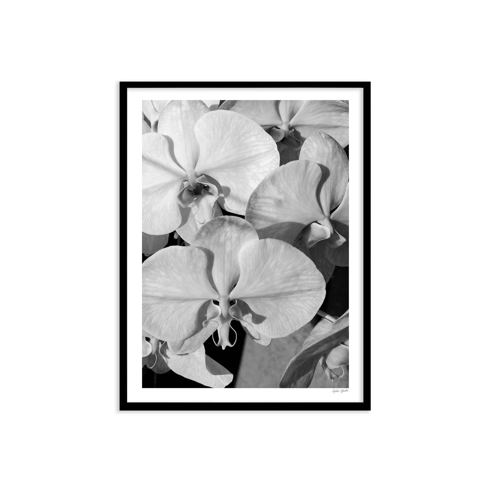 Orchid Study 1 - B&amp;W