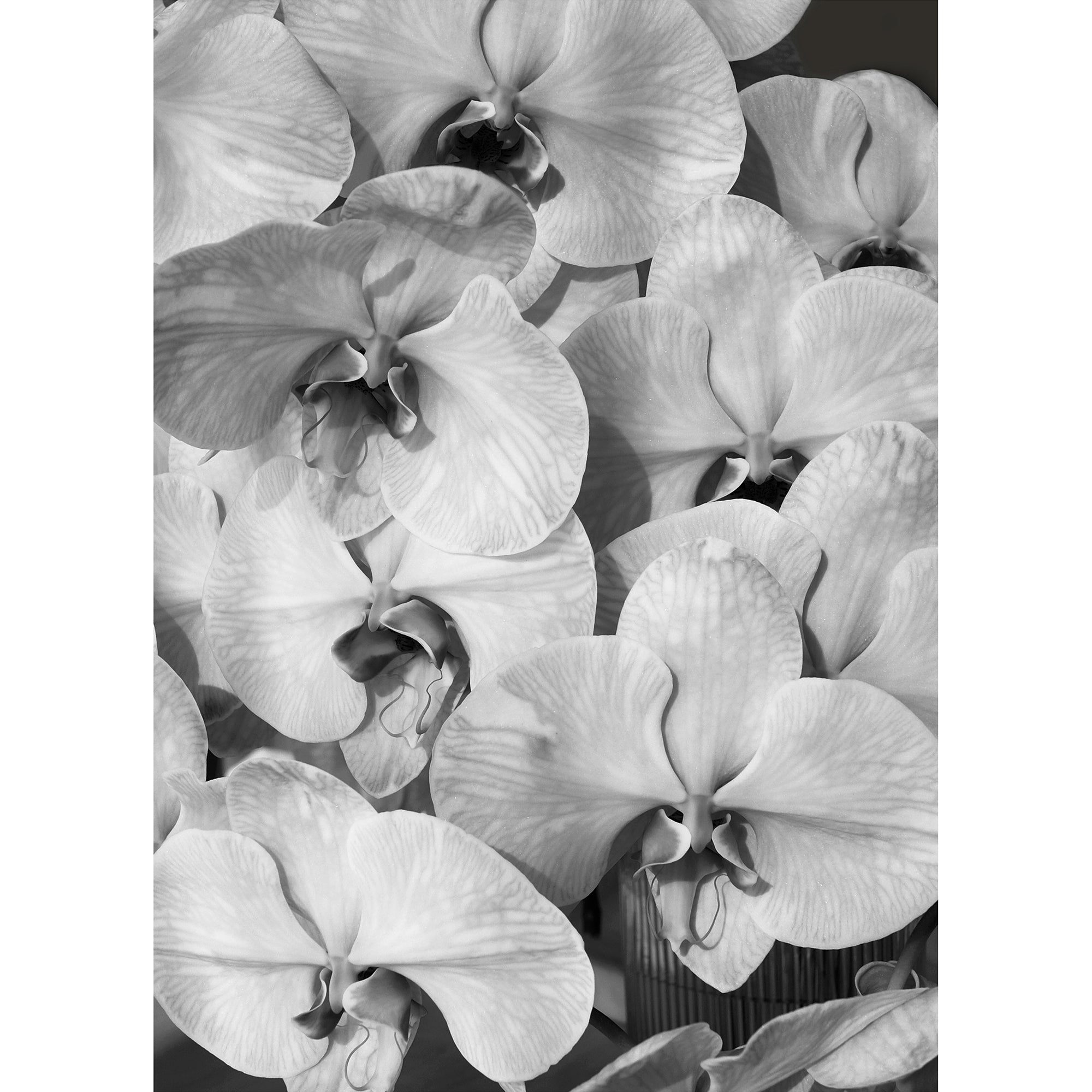 Orchid Study 2 - B&amp;W