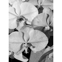 Orchid Study 1 - B&W