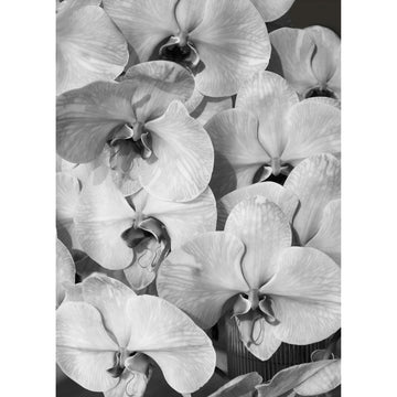 Orchid Study 2 - B&W