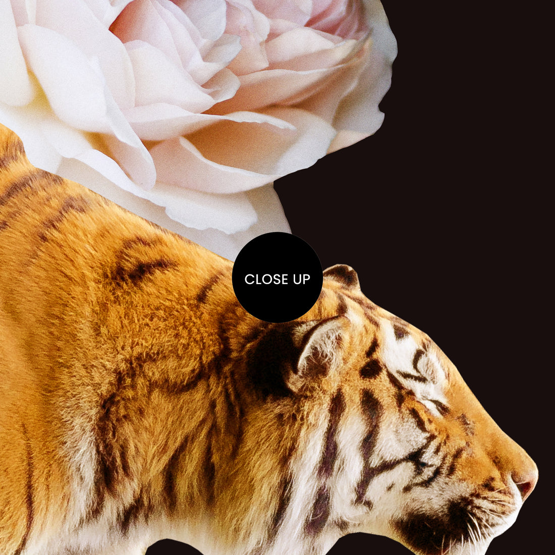 Fearless Dark ~ Digital Download