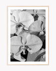 Orchid Study 1 - B&W