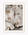 Orchid Study 2 - Ash