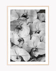 Orchid Study 2 - B&W
