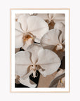 Orchid Study 1 - Caramel