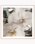 Celestial Bloom