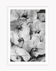 Orchid Study 2 - B&W