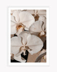 Orchid Study 1 - Caramel