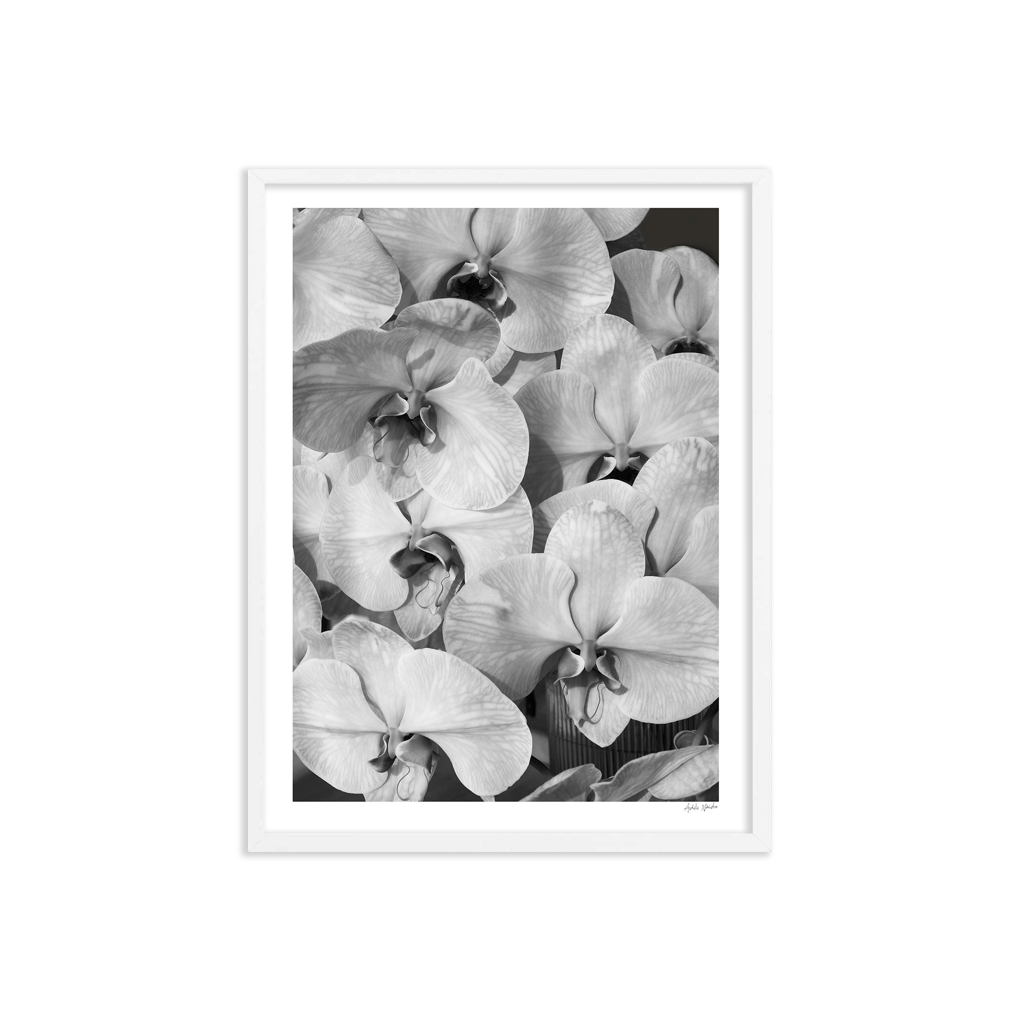Orchid Study 2 - B&amp;W