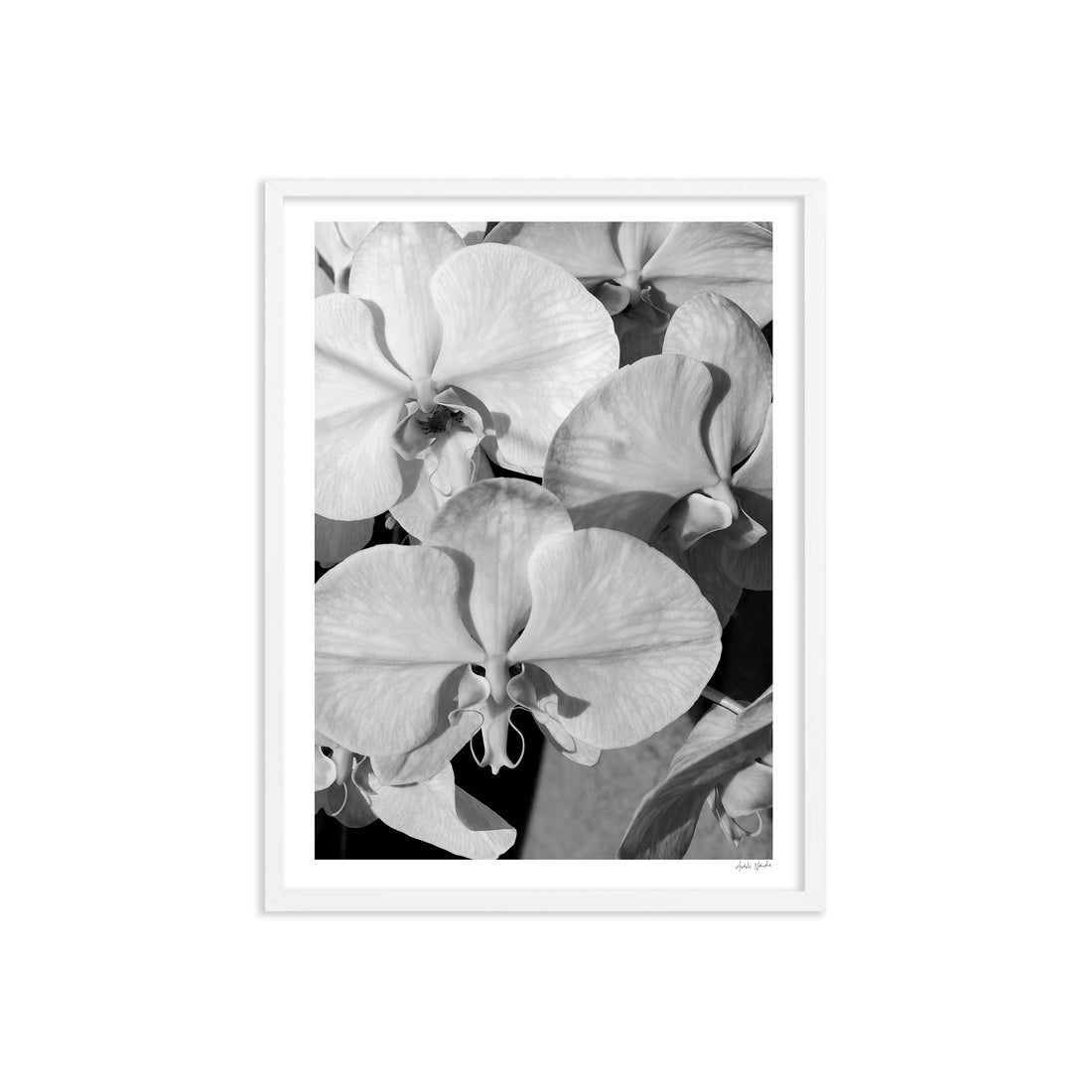 Orchid Study 1 - B&W