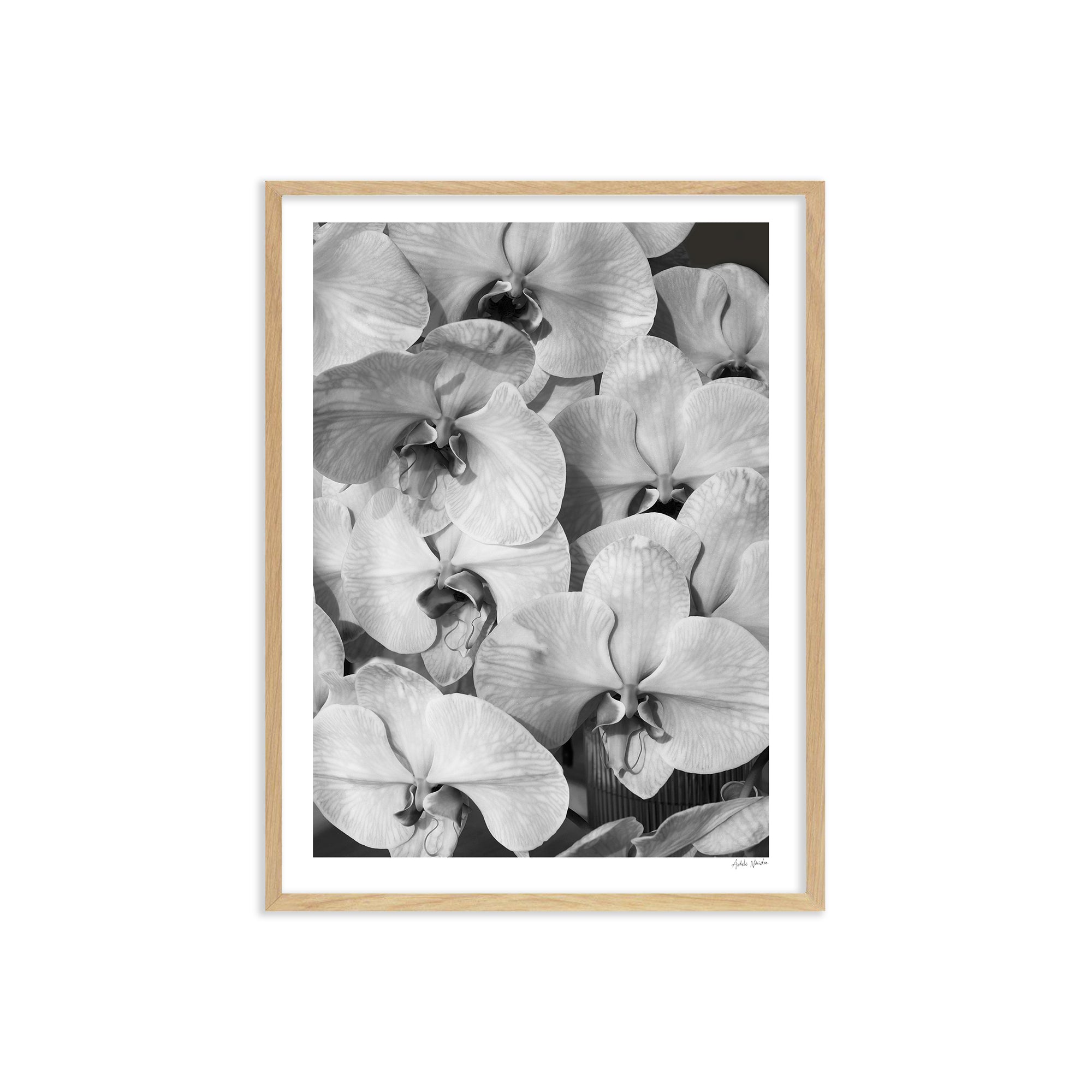 Orchid Study 2 - B&amp;W